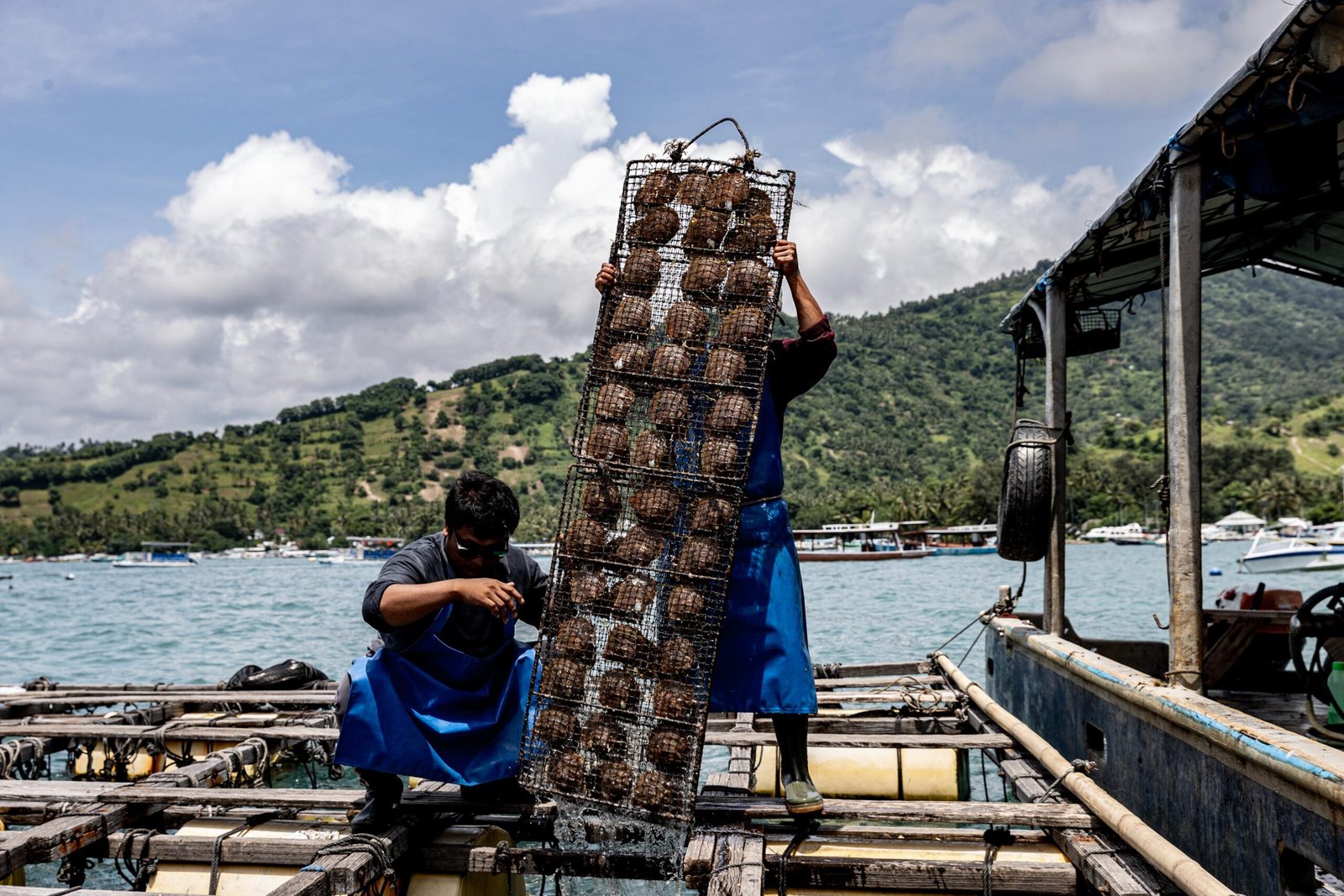 Lombok pearl farming workers handling oyster baskets at a marine farm
